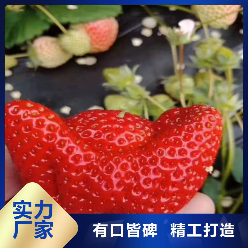 草莓苗精选好货