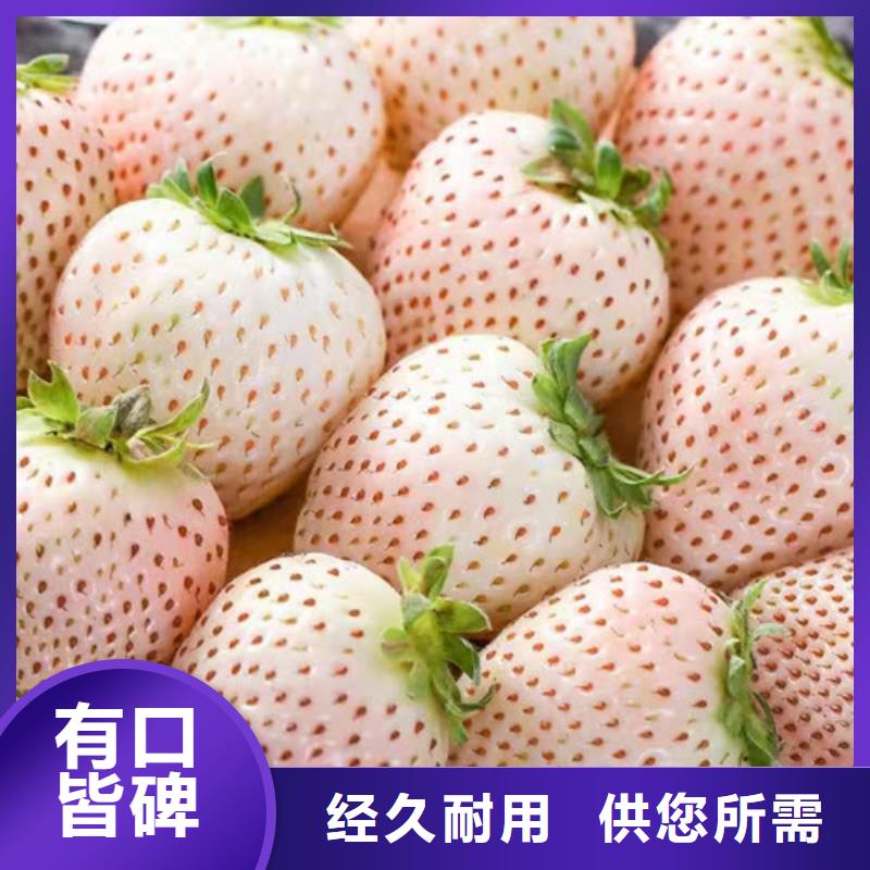 草莓苗大棚草莓苗匠心工艺
