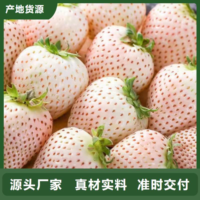 草莓苗大金星山楂苗现货销售