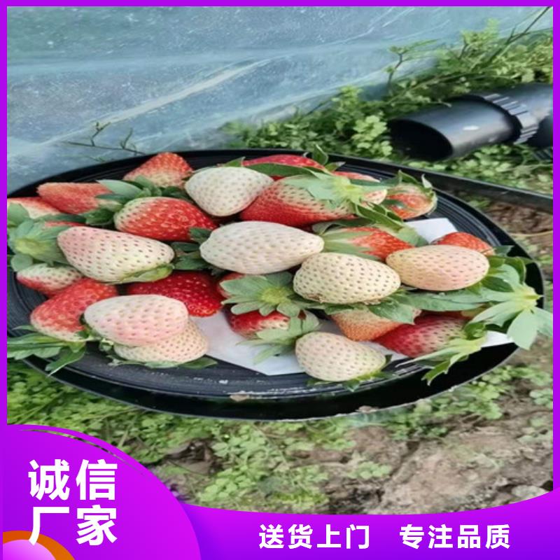 油桃苗视频-油桃苗|湖南省长沙市|开福|雨花|岳阳|株洲|衡阳|湘西|怀化|益阳|邵阳