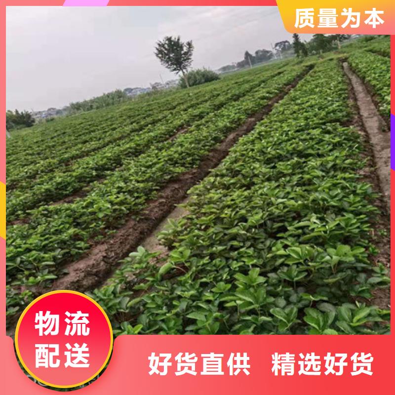 油桃苗视频-油桃苗|湖南省长沙市|开福|雨花|岳阳|株洲|衡阳|湘西|怀化|益阳|邵阳