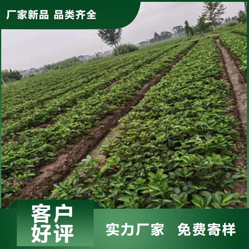 草莓苗蓝莓苗原厂制造