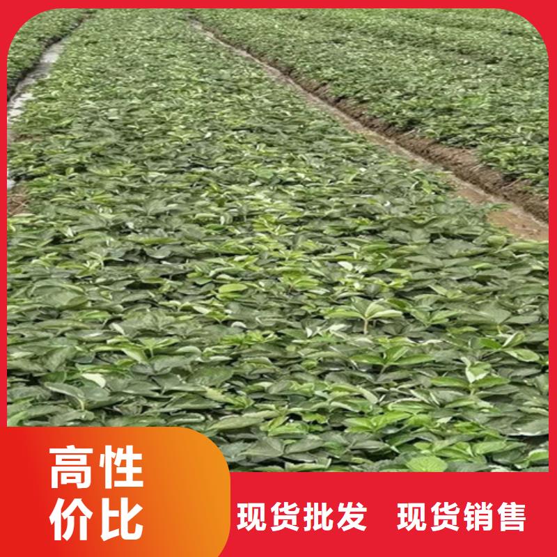 草莓苗油桃苗价格有优势