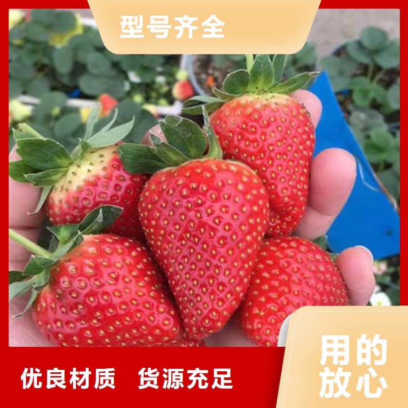 草莓苗,桃树苗高质量高信誉