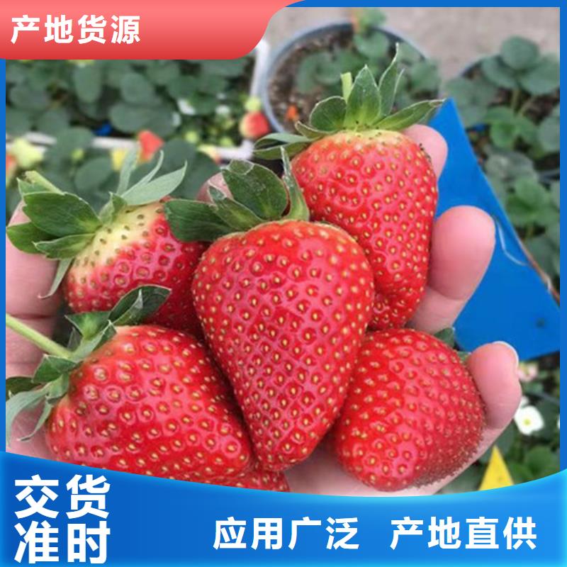 【草莓苗蓝莓苗厂家货源稳定】