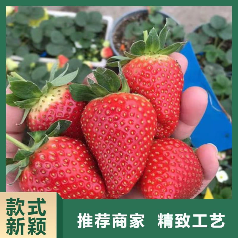 草莓苗蓝莓苗原厂制造