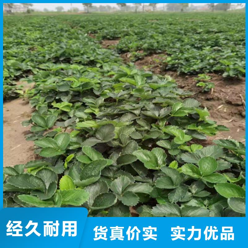 草莓苗大棚草莓苗匠心工艺