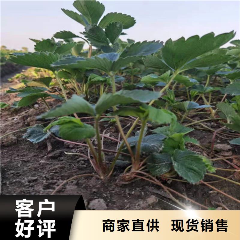 草莓苗蓝莓苗原厂制造