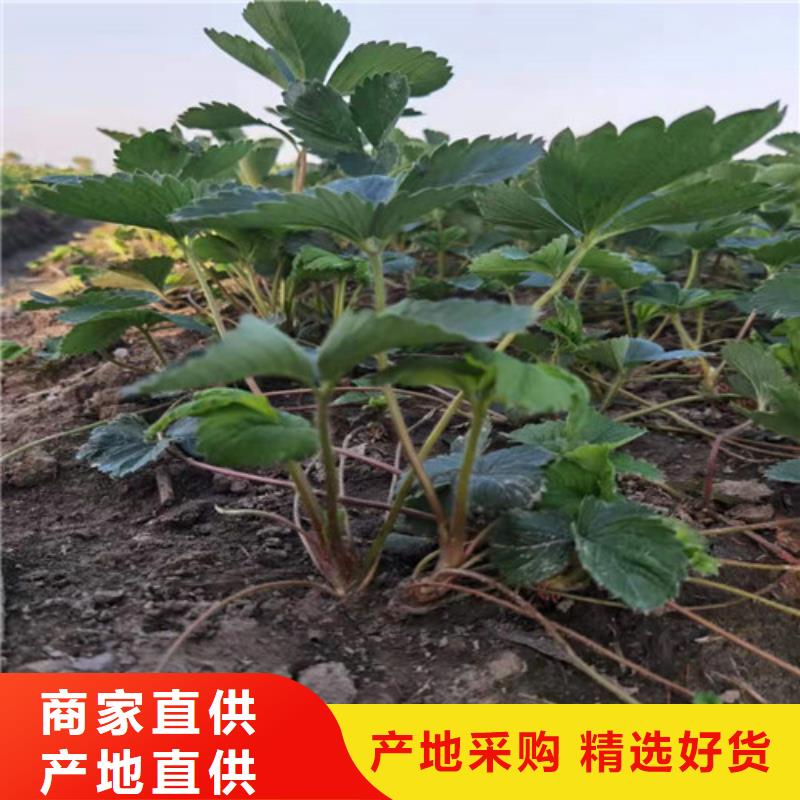 草莓苗板栗树按需定做