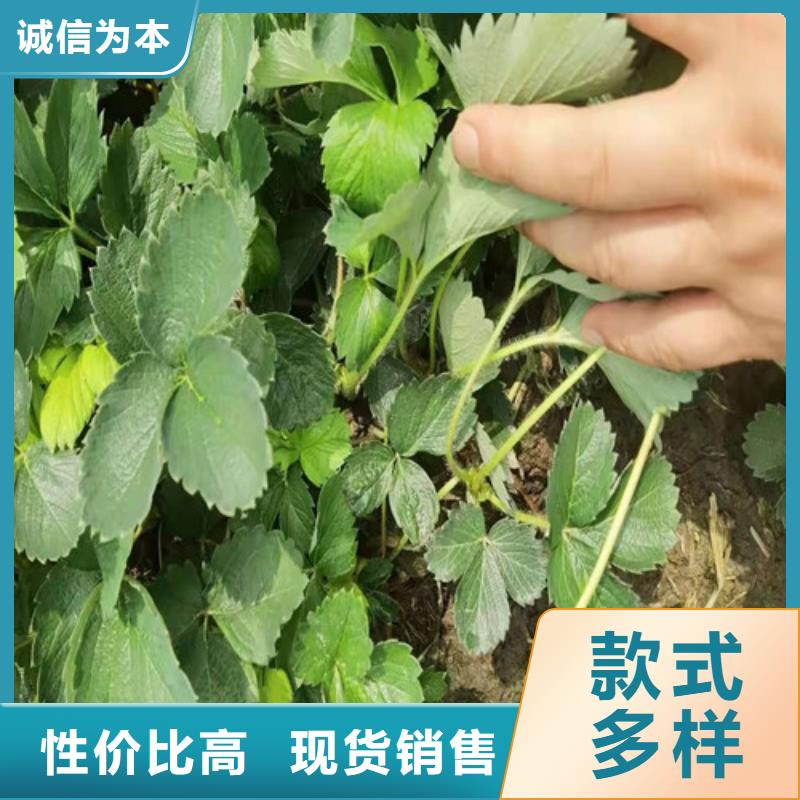 油桃苗视频-油桃苗|湖南省长沙市|开福|雨花|岳阳|株洲|衡阳|湘西|怀化|益阳|邵阳