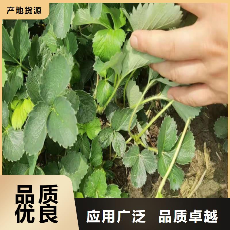 草莓苗大金星山楂苗现货销售