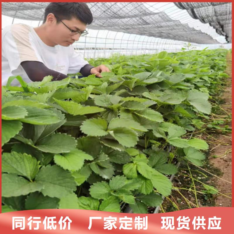 草莓苗大金星山楂苗现货销售