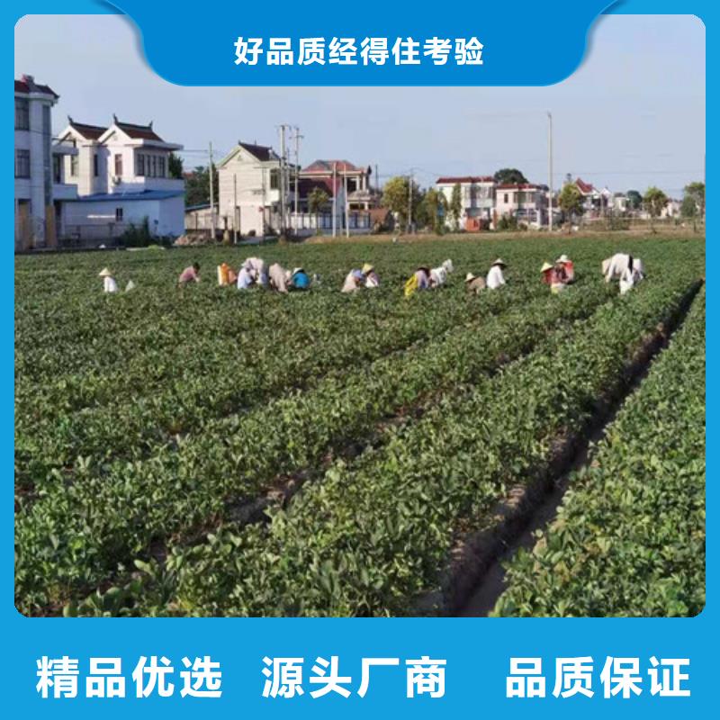草莓苗板栗树按需定做