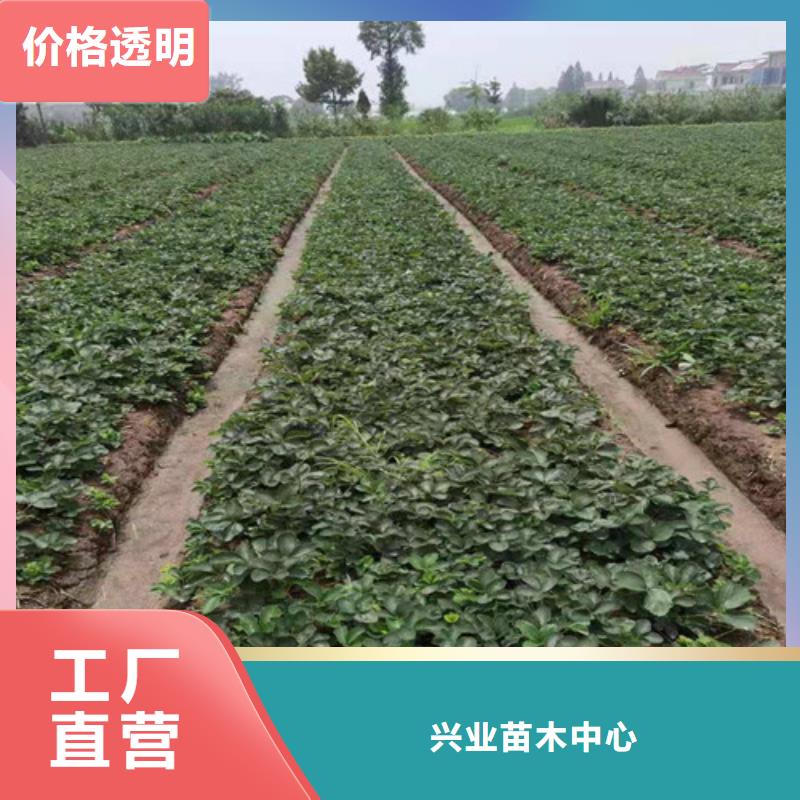 草莓苗大棚草莓苗匠心工艺