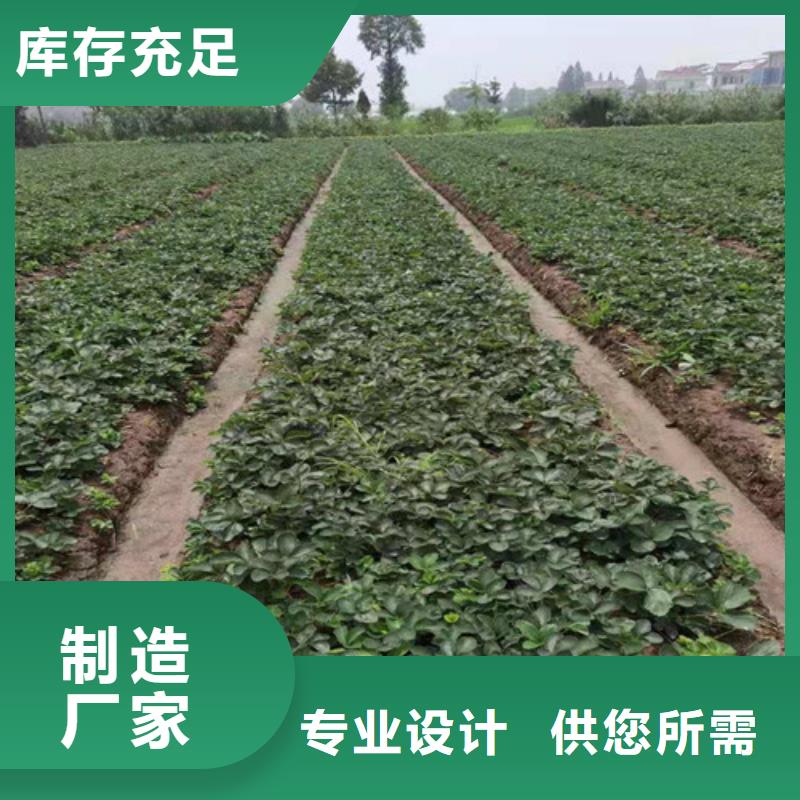 草莓苗大金星山楂苗现货销售