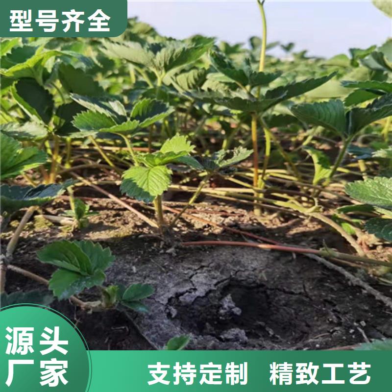 草莓苗大棚草莓苗匠心工艺