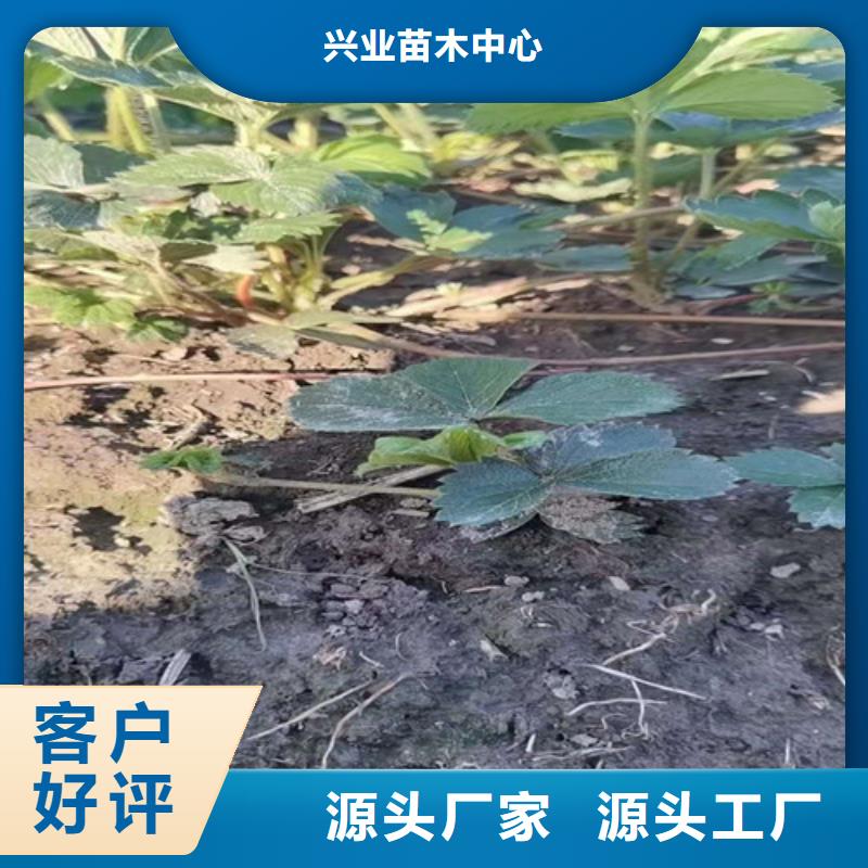 草莓苗大棚草莓苗匠心工艺