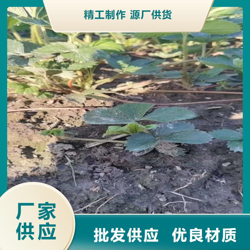 草莓苗大金星山楂苗现货销售