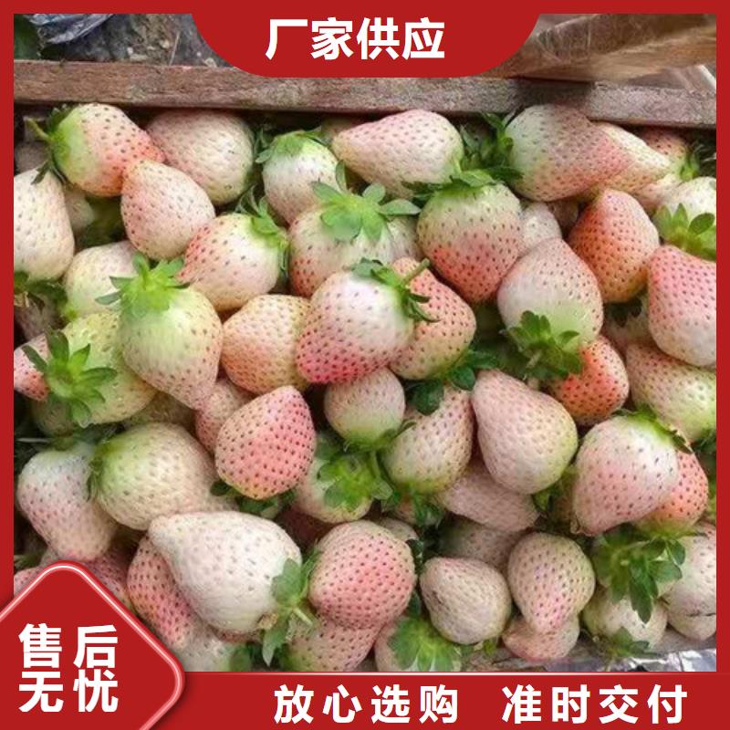 草莓苗大棚草莓苗匠心工艺
