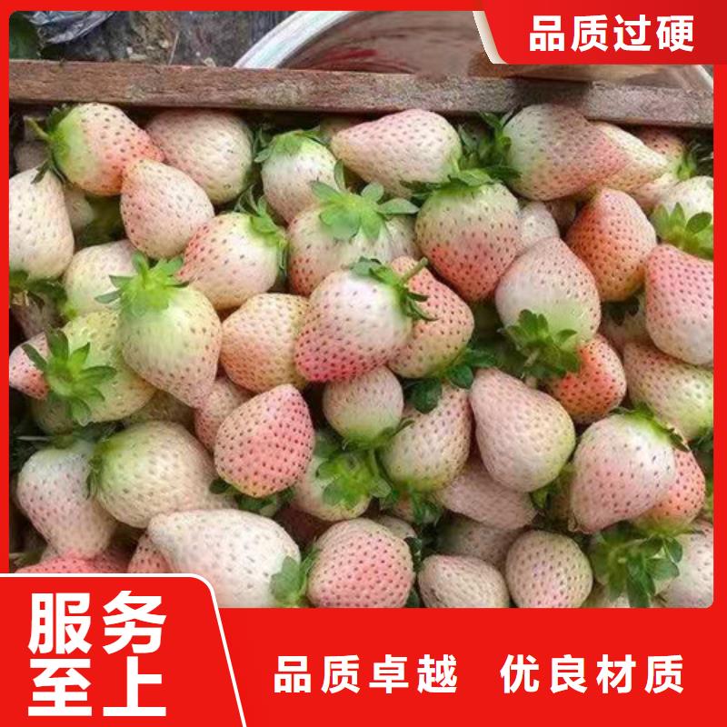 草莓苗,桃树苗高质量高信誉