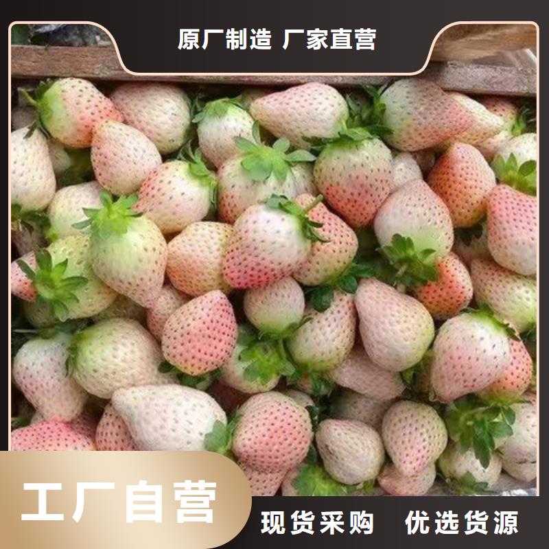 草莓苗大金星山楂苗现货销售