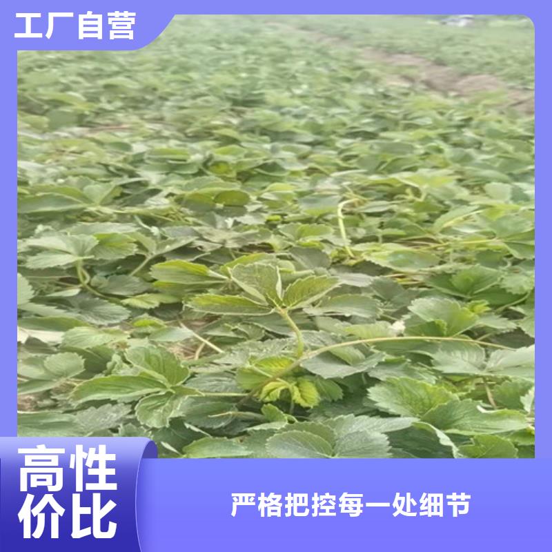草莓苗大棚草莓苗匠心工艺
