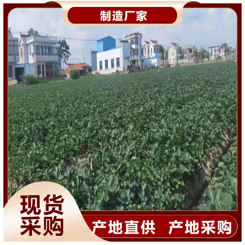 草莓苗油桃苗价格有优势