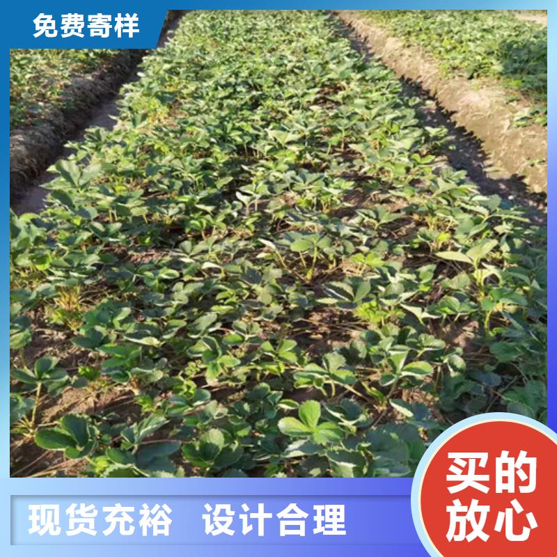 草莓苗大棚草莓苗匠心工艺