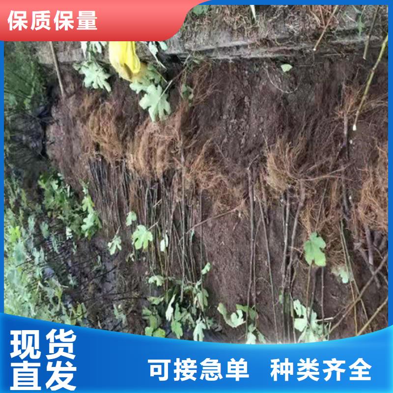 无花果1公分杏树苗支持加工定制