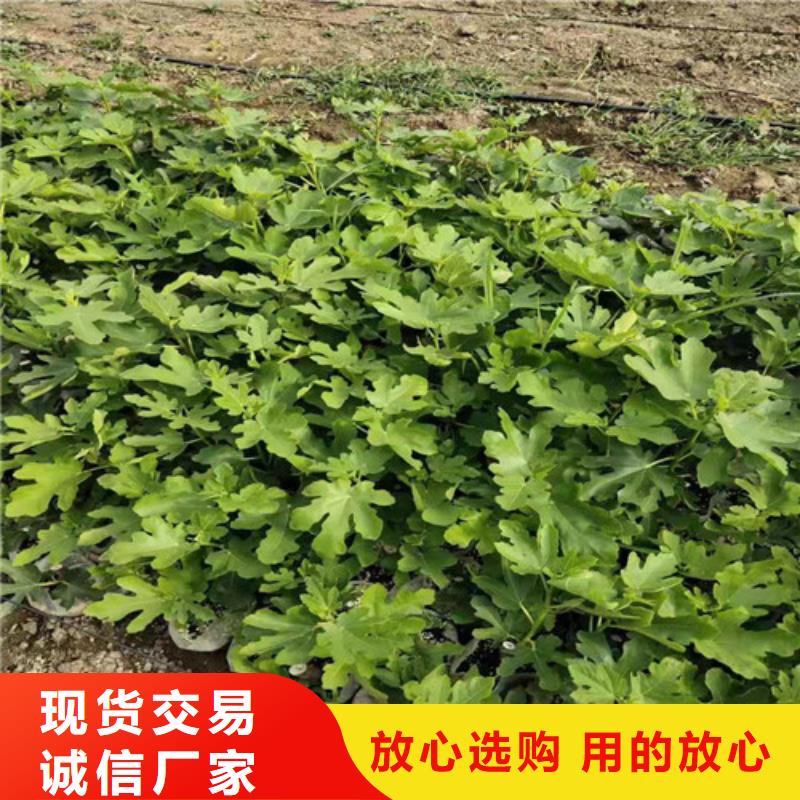 油桃苗视频-油桃苗-苗木中心(德州市分公司)服务区域乐陵|武城|泰安|潍坊|滨州|济南|淄博