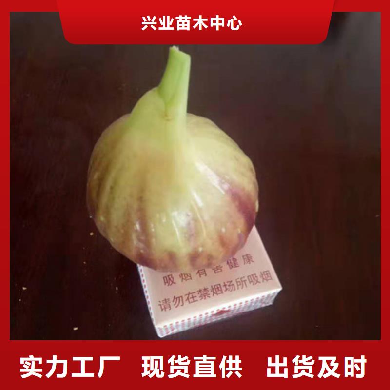 油桃苗视频-油桃苗|辽宁省营口市|鲅鱼圈|站前|抚顺|朝阳|锦州|鞍山|葫芦岛