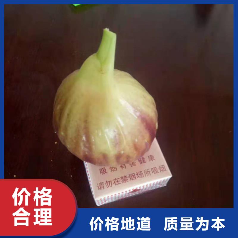 油桃苗视频-油桃苗-苗木中心(德州市分公司)服务区域乐陵|武城|泰安|潍坊|滨州|济南|淄博