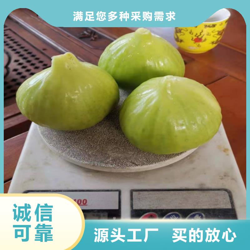 油桃苗视频-油桃苗|辽宁省营口市|鲅鱼圈|站前|抚顺|朝阳|锦州|鞍山|葫芦岛
