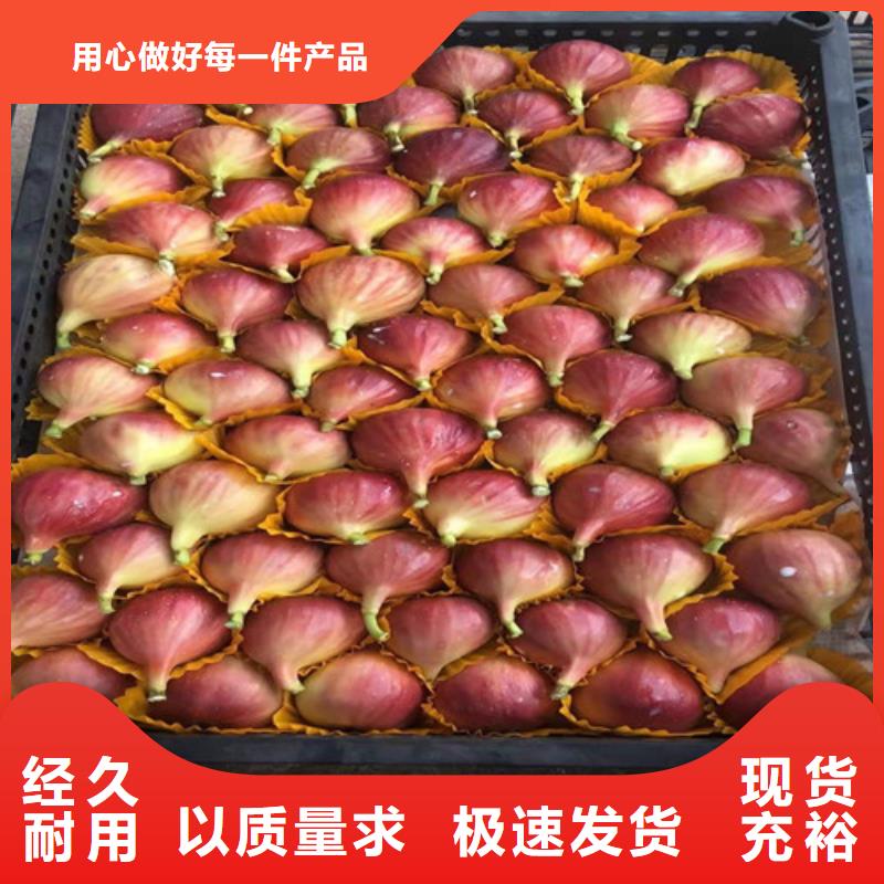 无花果香椿树苗优选原材