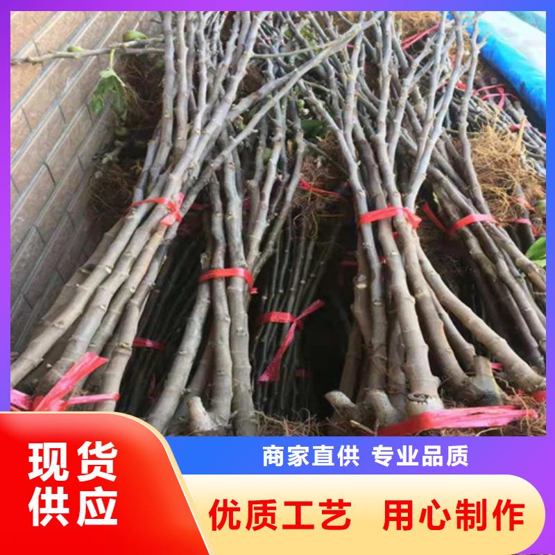 无花果樱桃树苗源头厂家