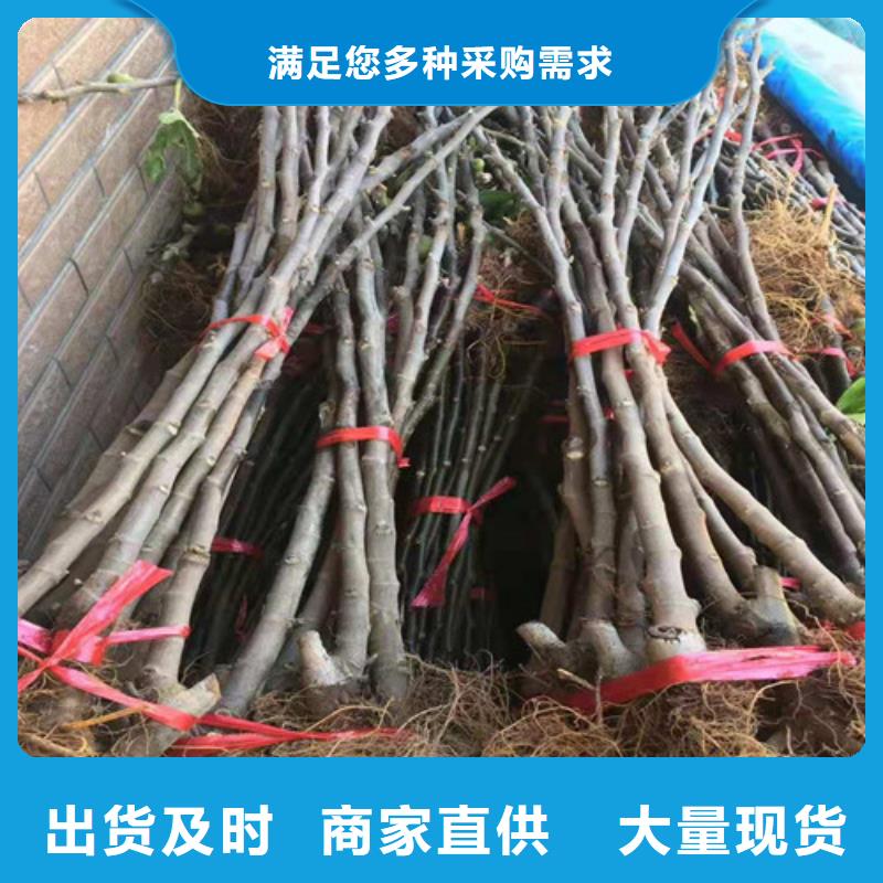 油桃苗视频-油桃苗-苗木中心(德州市分公司)服务区域乐陵|武城|泰安|潍坊|滨州|济南|淄博