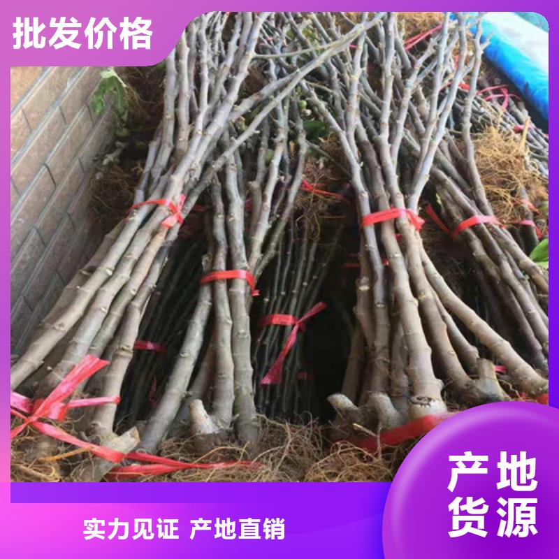 油桃苗视频-油桃苗_江西省市场覆盖九江|南昌|景德镇|上饶|赣州|萍乡等