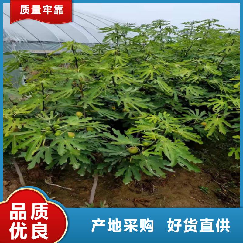 无花果香椿树苗优选原材