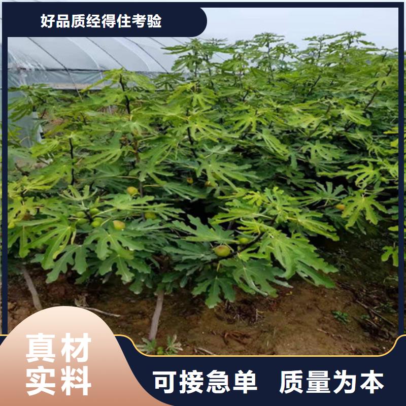无花果大棚草莓苗让客户买的放心
