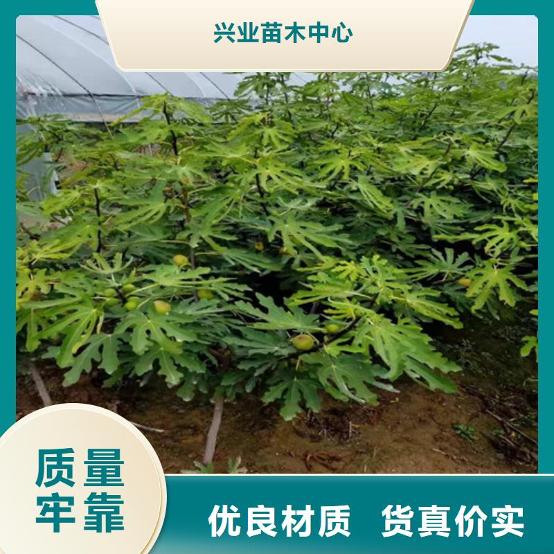 油桃苗视频-油桃苗-苗木中心(德州市分公司)服务区域乐陵|武城|泰安|潍坊|滨州|济南|淄博