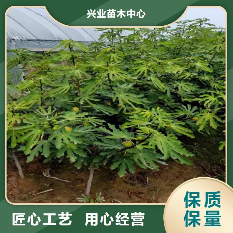 油桃苗视频-油桃苗_江西省市场覆盖九江|南昌|景德镇|上饶|赣州|萍乡等