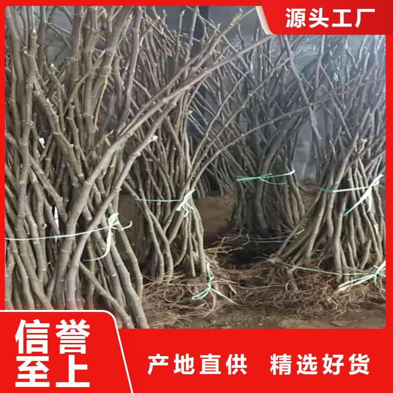 油桃苗视频-油桃苗-苗木中心(德州市分公司)服务区域乐陵|武城|泰安|潍坊|滨州|济南|淄博