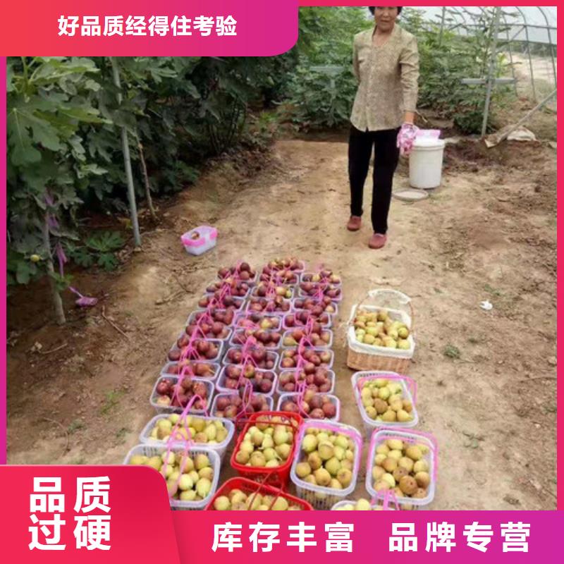 无花果大棚草莓苗让客户买的放心