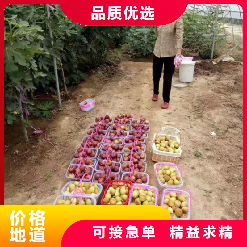 油桃苗视频-油桃苗_江西省市场覆盖九江|南昌|景德镇|上饶|赣州|萍乡等