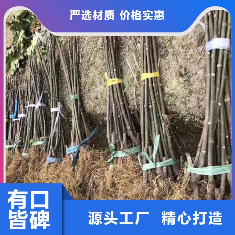 油桃苗视频-油桃苗|辽宁省营口市|鲅鱼圈|站前|抚顺|朝阳|锦州|鞍山|葫芦岛