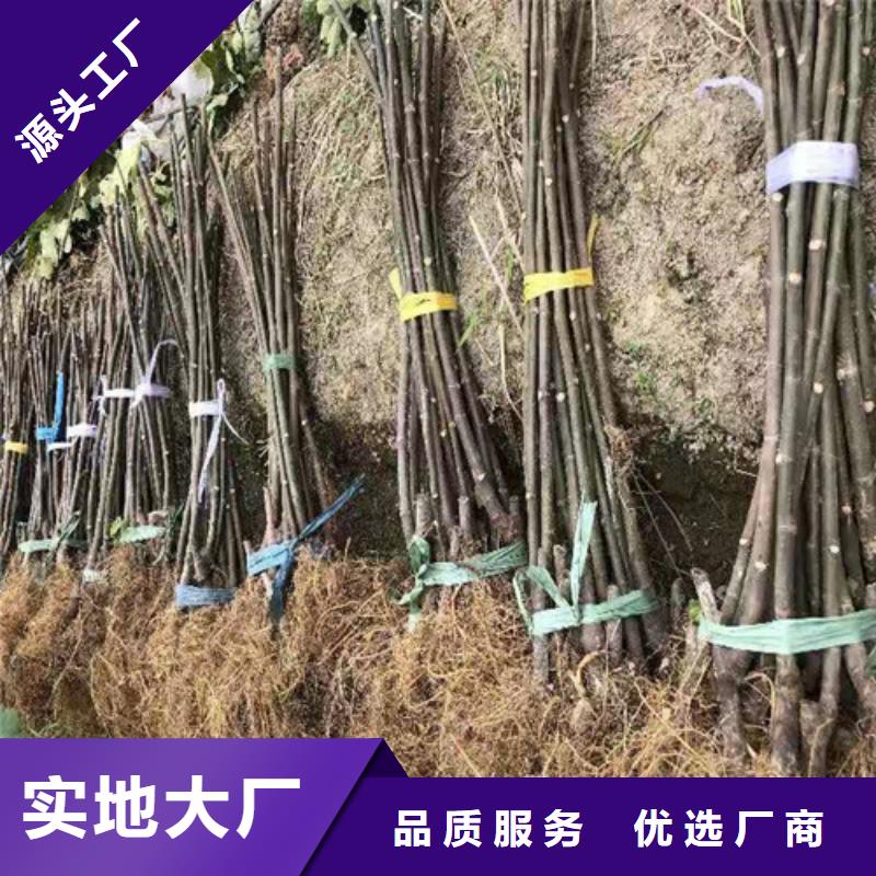 油桃苗视频-油桃苗-苗木中心(德州市分公司)服务区域乐陵|武城|泰安|潍坊|滨州|济南|淄博
