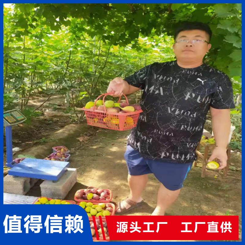 油桃苗视频-油桃苗|辽宁省营口市|鲅鱼圈|站前|抚顺|朝阳|锦州|鞍山|葫芦岛