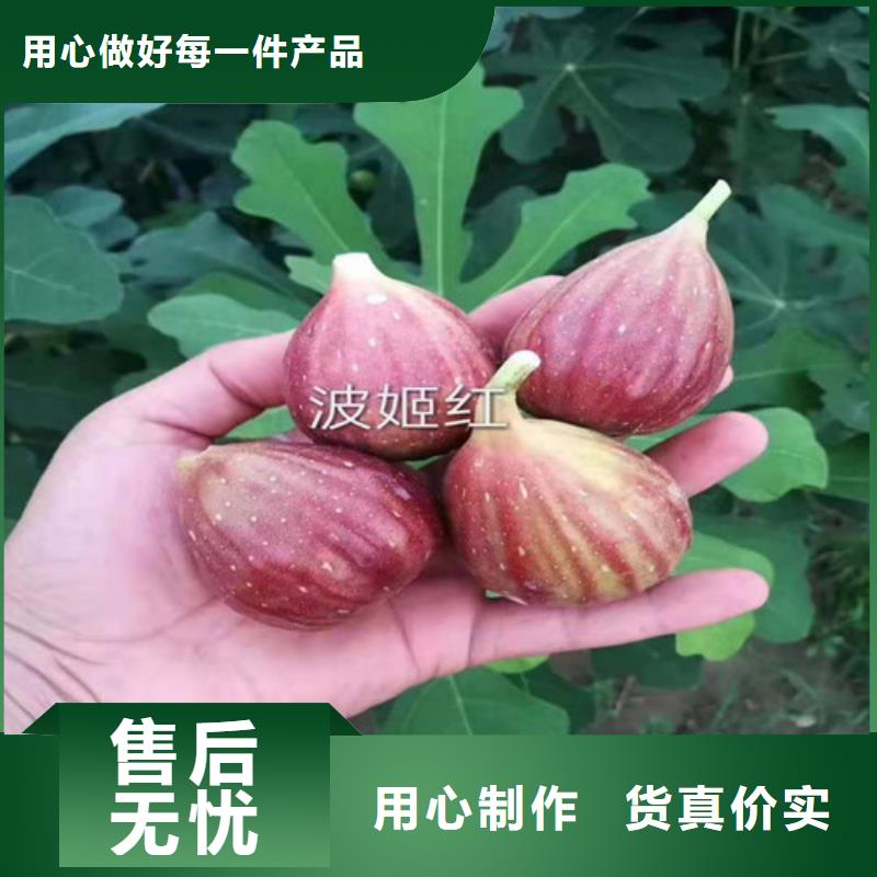 无花果1公分杏树苗支持加工定制