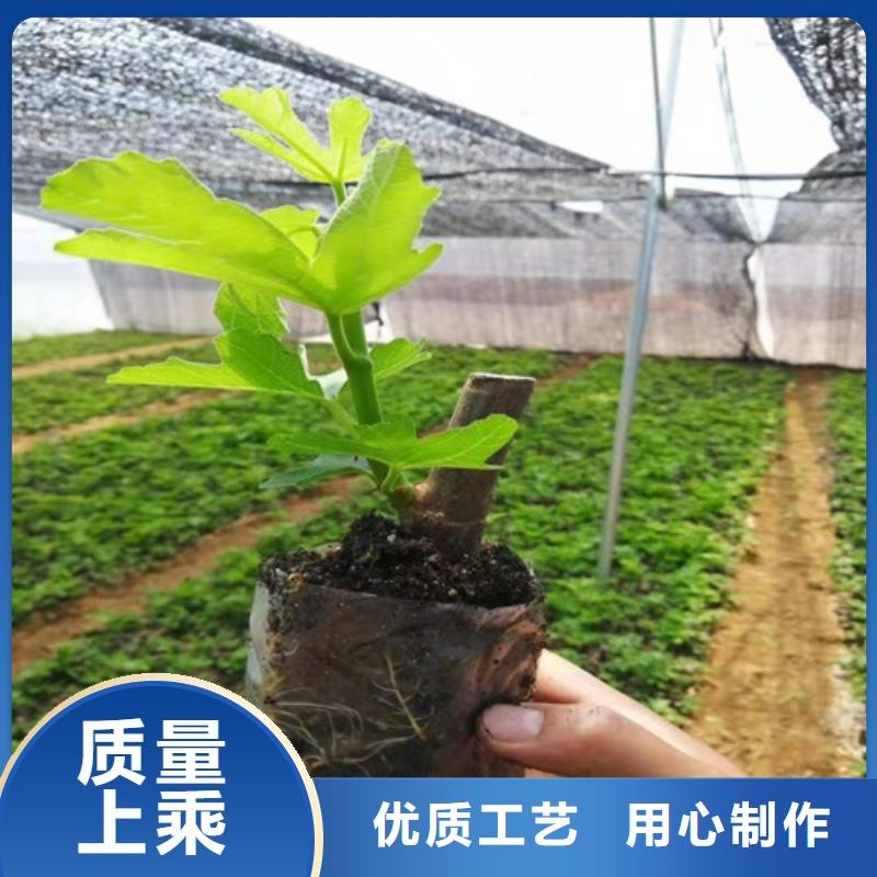 无花果樱桃树苗国标检测放心购买