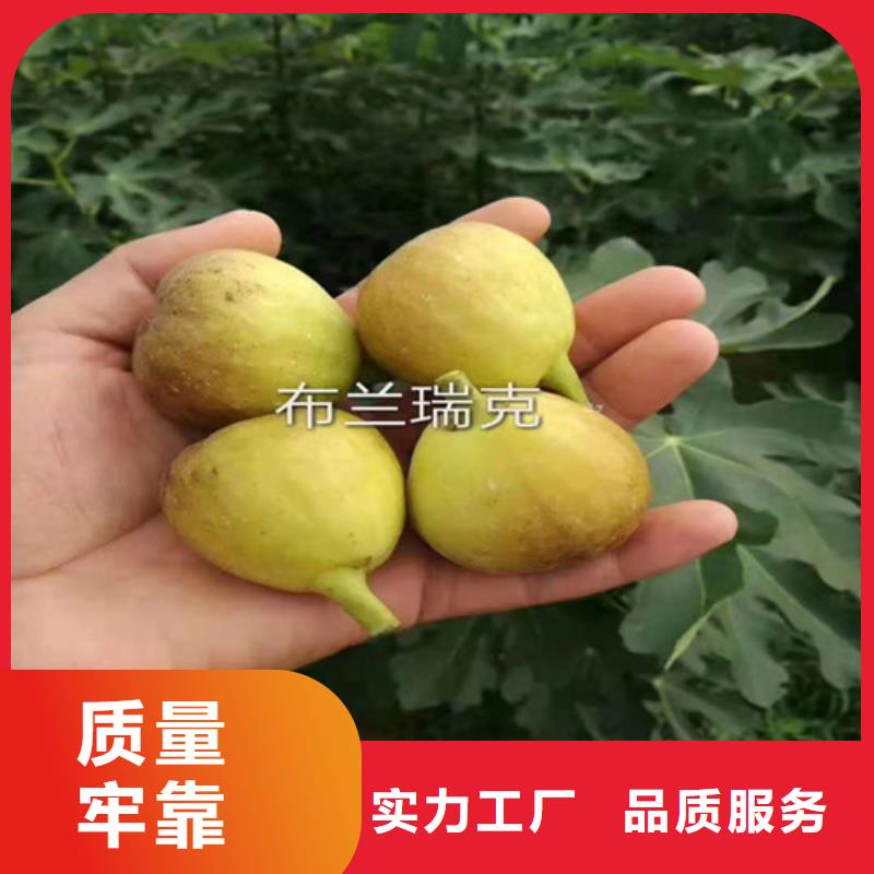油桃苗视频-油桃苗-苗木中心(德州市分公司)服务区域乐陵|武城|泰安|潍坊|滨州|济南|淄博